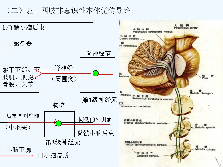 人体解剖之脑和脊髓传导通路课件.ppt_第3页