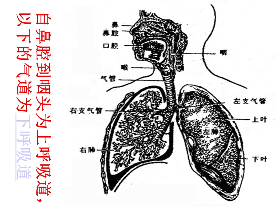 人工气道的建立与与管理.ppt_第3页