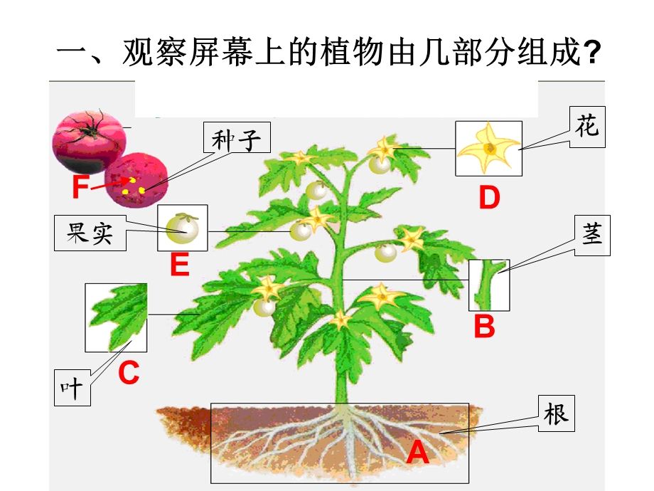 人教版生物七上223《植物体的结构层次》课件.pptx_第2页