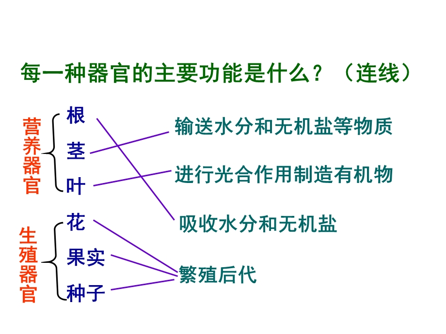 人教版生物七上223《植物体的结构层次》课件.pptx_第3页