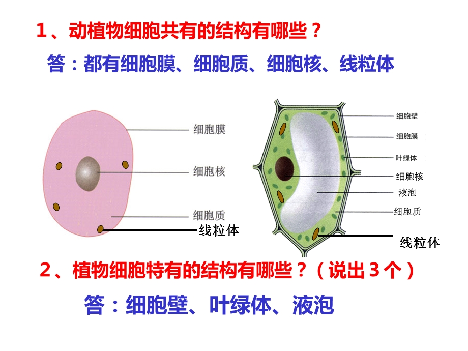 人教版七上生物识图题专项课件.ppt_第3页