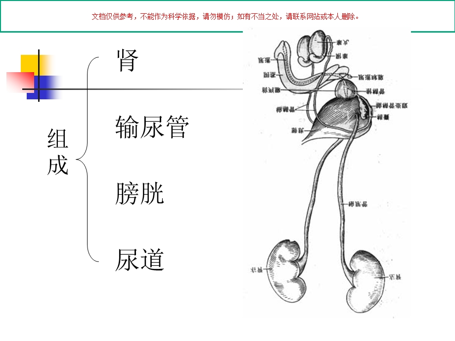 人体解剖学之泌尿系统课件.ppt_第1页