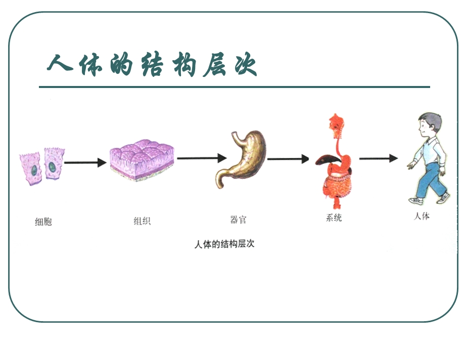 《人的运动系统和保健》实用课件.pptx_第2页