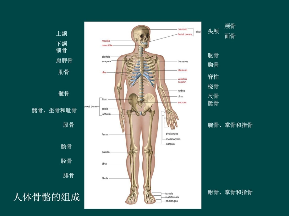 人体骨骼解剖结构创伤课件.ppt_第2页