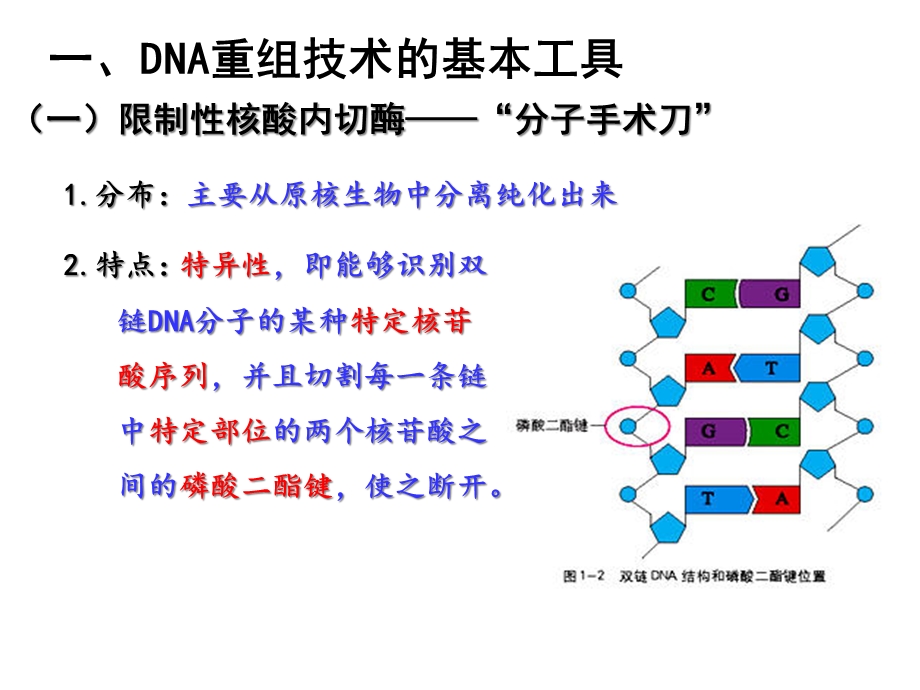 专题一基因工程.ppt_第2页
