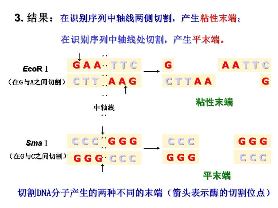 专题一基因工程.ppt_第3页