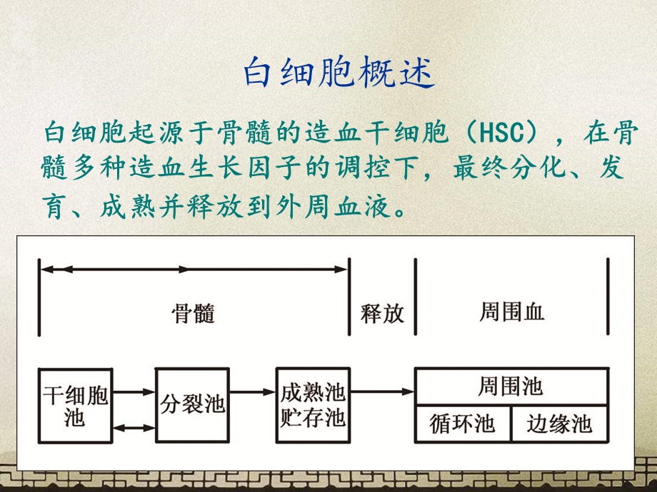 人体白细胞检查课件.ppt_第3页