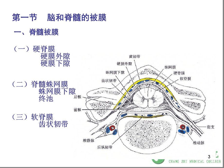 人体解剖学第十七章脑和脊髓的被膜血管及脑脊液循环课件.ppt_第3页