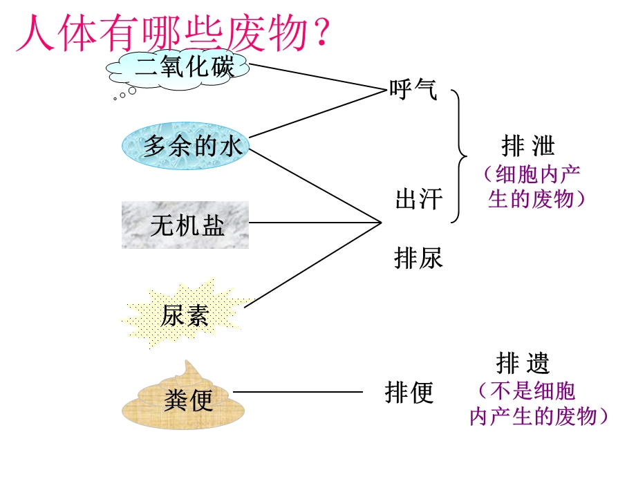 人教版七年级生物下册第五章人体内废物的排出课件.ppt_第3页