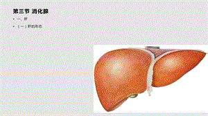 人体解剖学消化系统消化腺课件.pptx