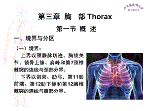 临床医学五年制局部解剖学课件胸部.ppt