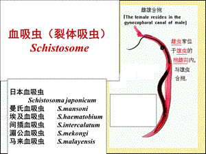 人体寄生虫血吸虫课件.ppt