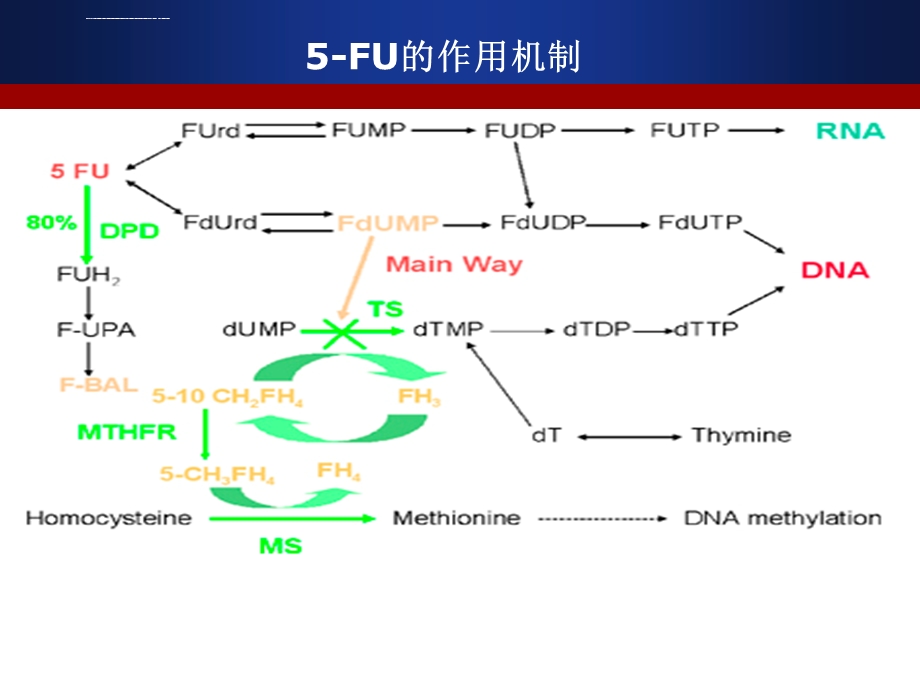 5FU及其衍生物ppt课件.ppt_第3页