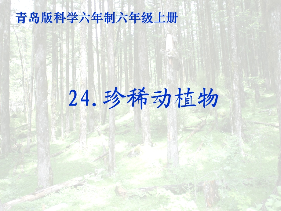 珍稀动植物(课件).ppt_第3页