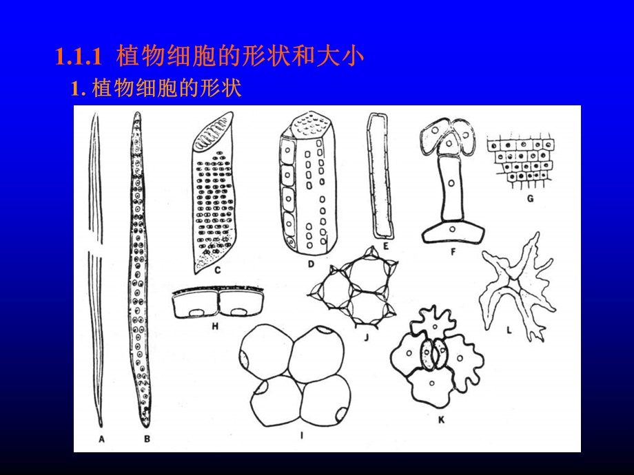 植物学课件-01-植物组织与细胞一.ppt_第3页