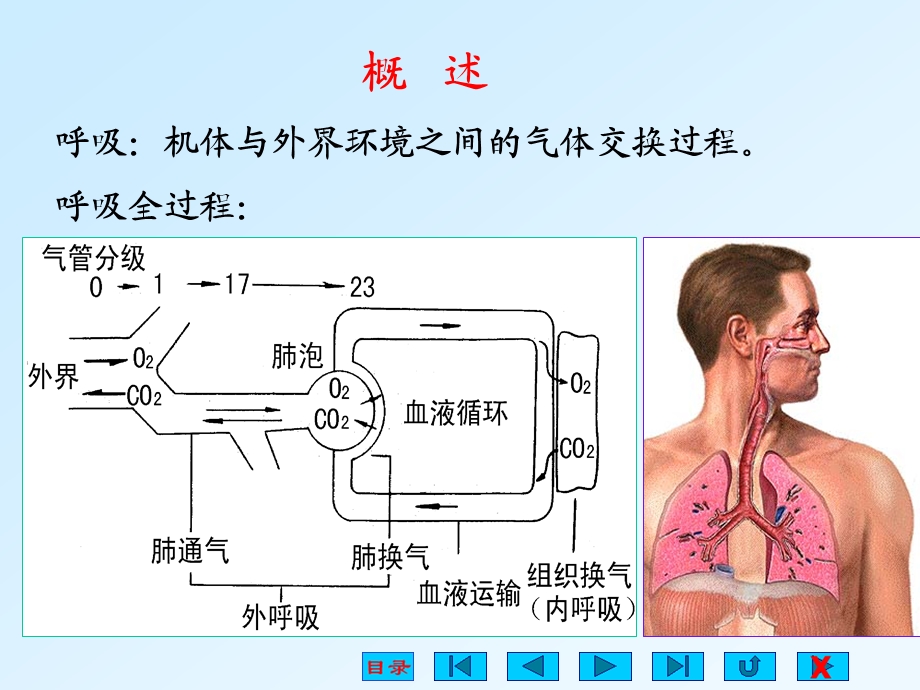 生理学课件呼吸.ppt_第2页