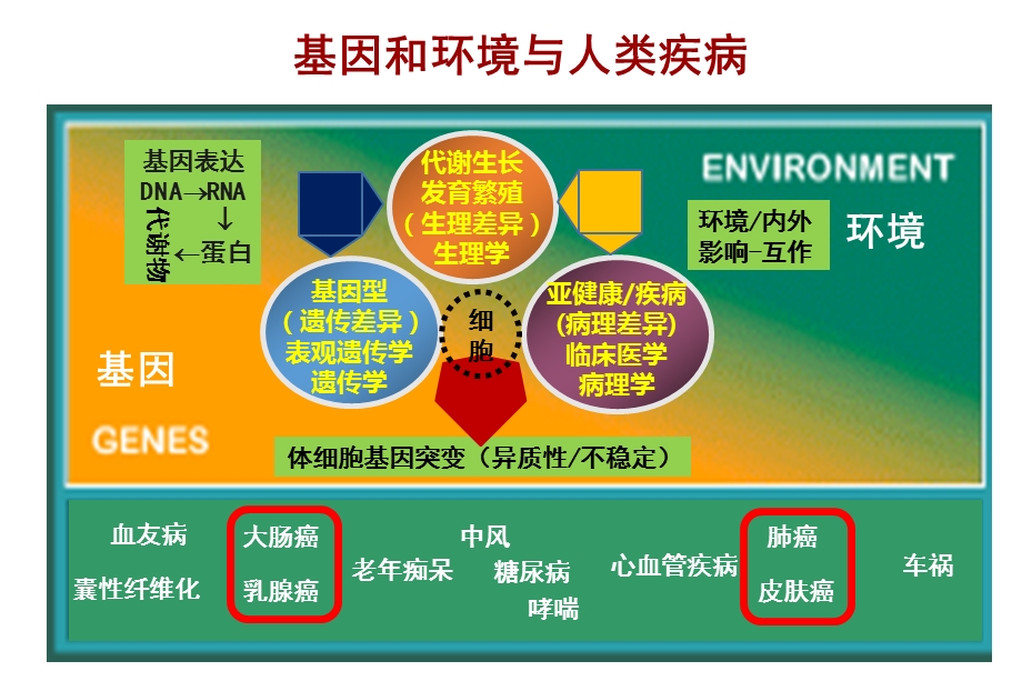 人类基因组转化医学精准医学课件.ppt_第3页