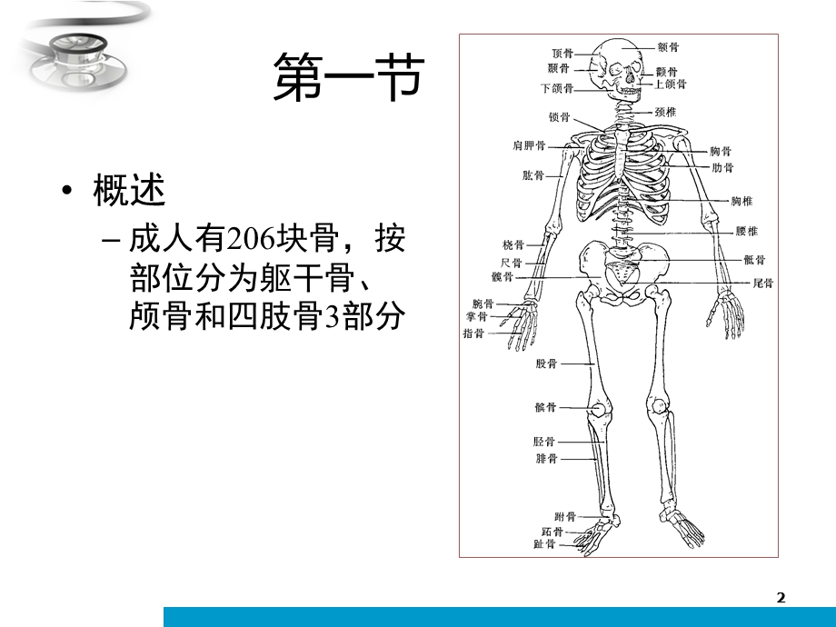 人体解剖学运动系统课件.ppt_第2页