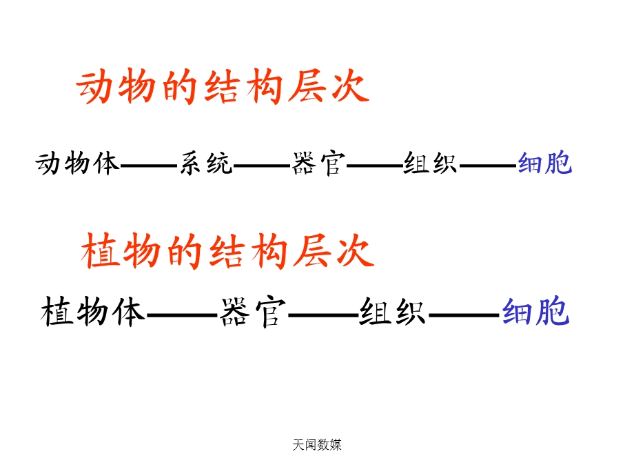 人教版七年级生物《单细胞生物》教学课件.ppt_第2页