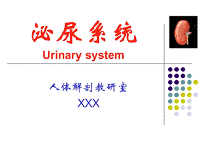 人体解剖学泌尿课件.ppt