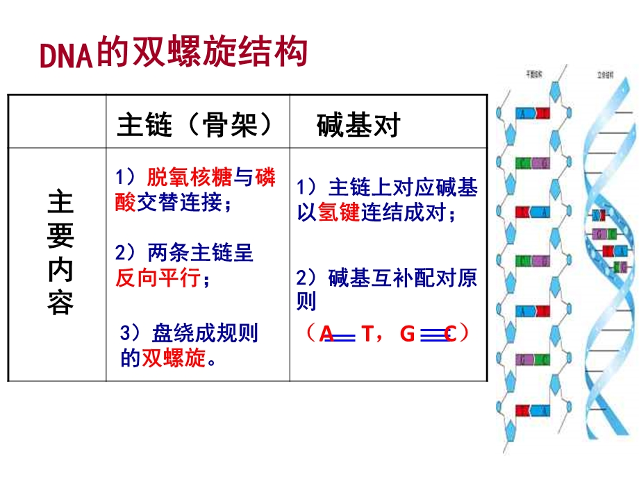 DNA的复制过程(公开课)ppt课件.pptx_第3页