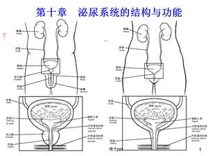 人体解剖生理学(泌尿系统)课件.ppt