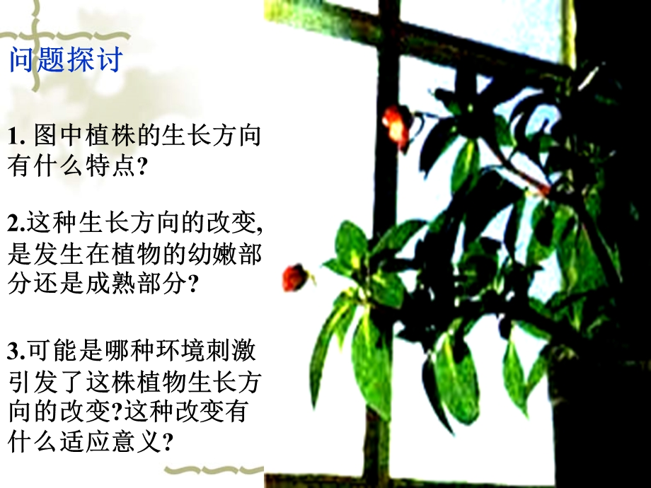 植物生长素的发现(动画很好)ppt课件.ppt_第3页