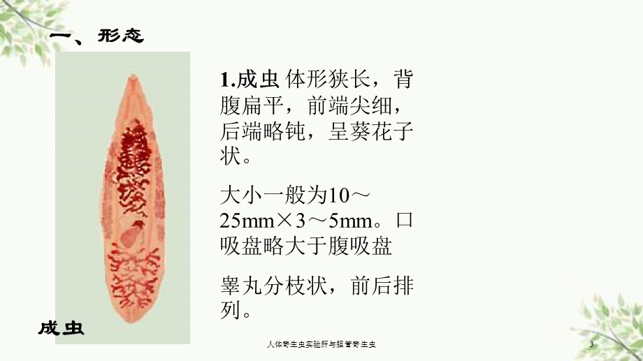 人体寄生虫实验肝与胆管寄生虫课件.ppt_第3页