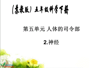 苏教版小学科学五年级下册《神经》课件.ppt