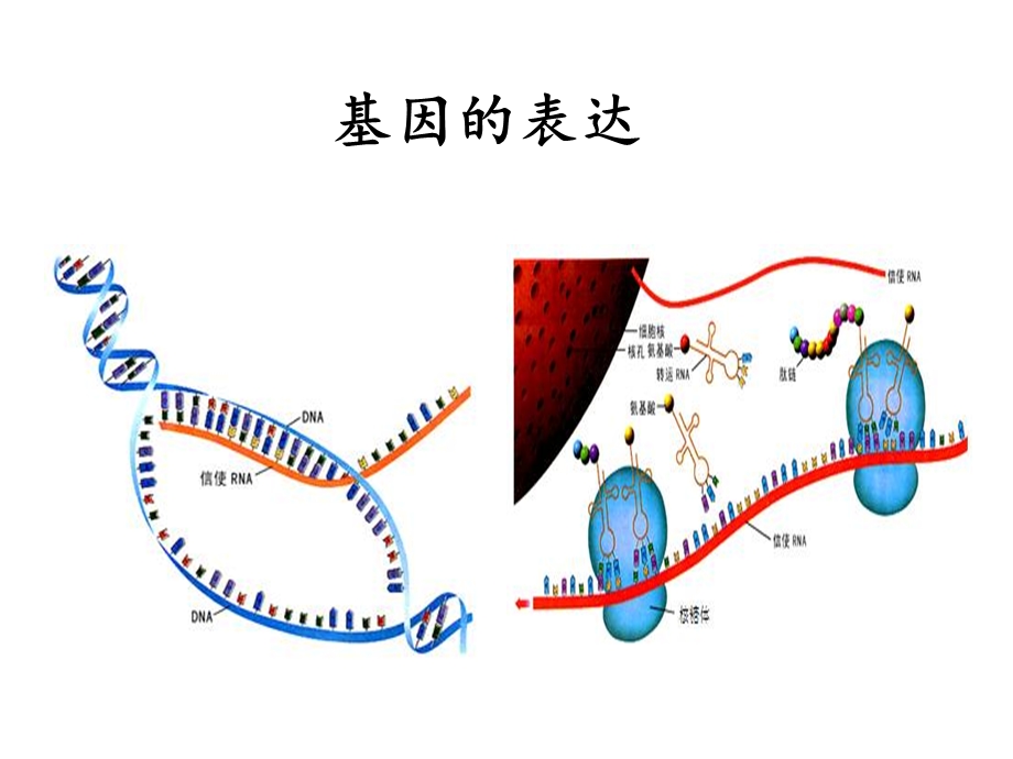 人教版生物必修二第四章基因的表达复习(共36张)课件.ppt_第1页