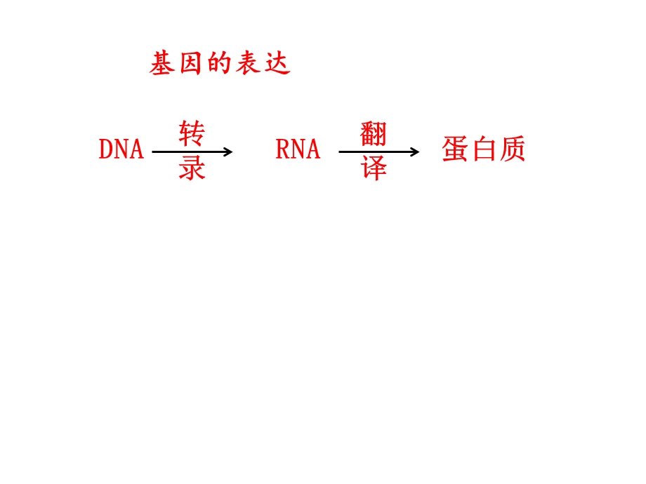 人教版生物必修二第四章基因的表达复习(共36张)课件.ppt_第3页