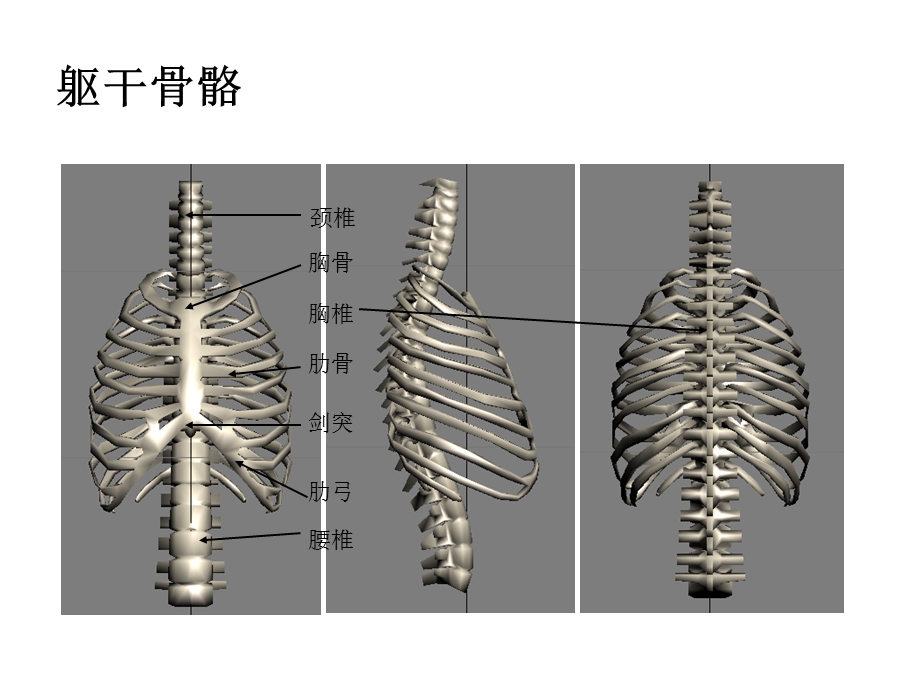 人体动态解剖美术漫画3D素描必学.pptx_第3页