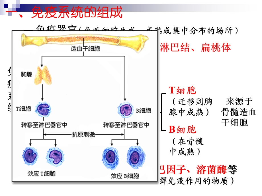 人教A版必修三免疫调节课件(16张).ppt_第3页