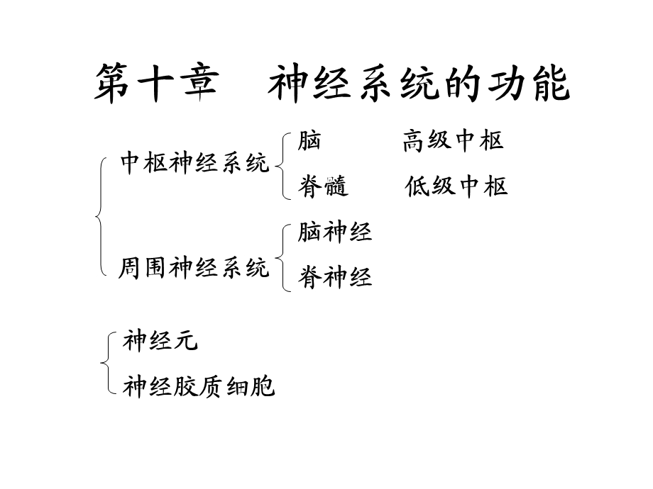 神经系统课件.ppt_第1页