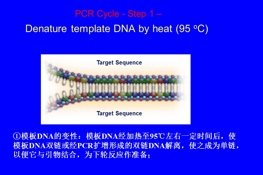 PCR技术及其应用解析ppt课件.ppt_第3页