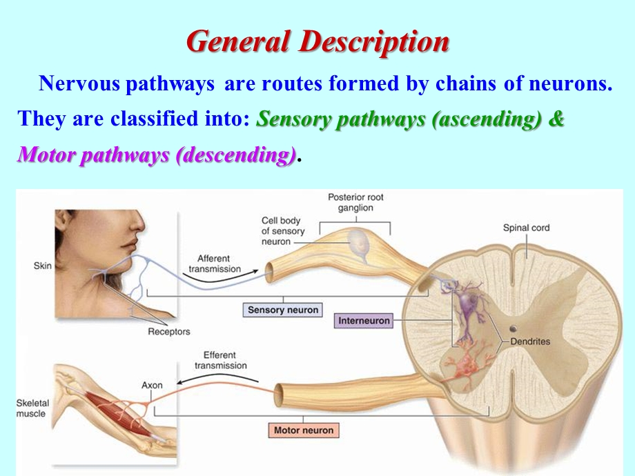 人体剖学神经传导通路课件.ppt_第3页