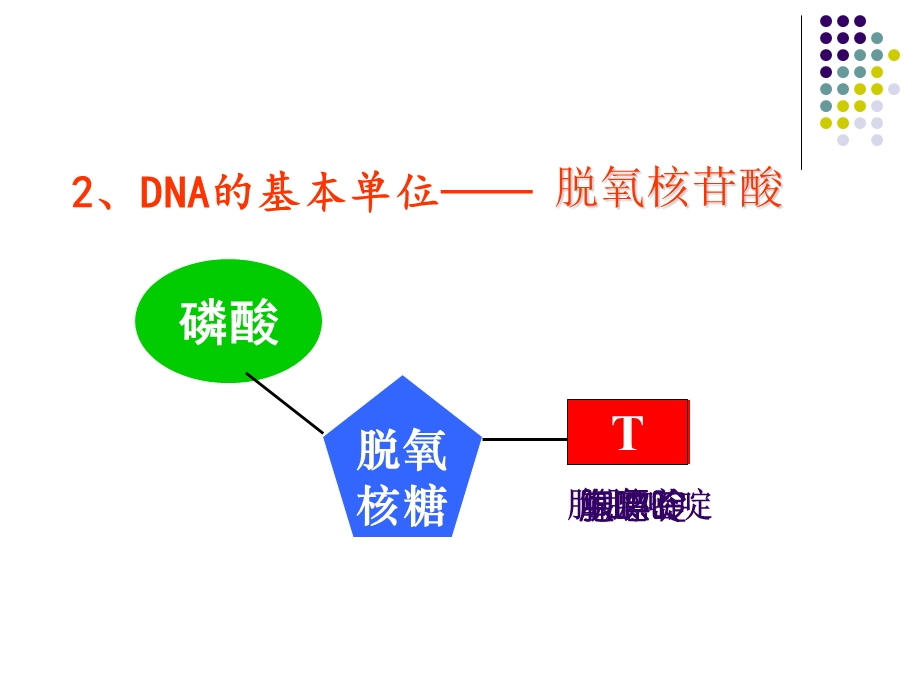 DNA分子的结构ppt课件.ppt_第3页