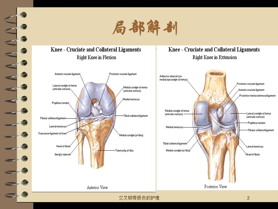 交叉韧带损伤的护理培训课件.ppt_第2页