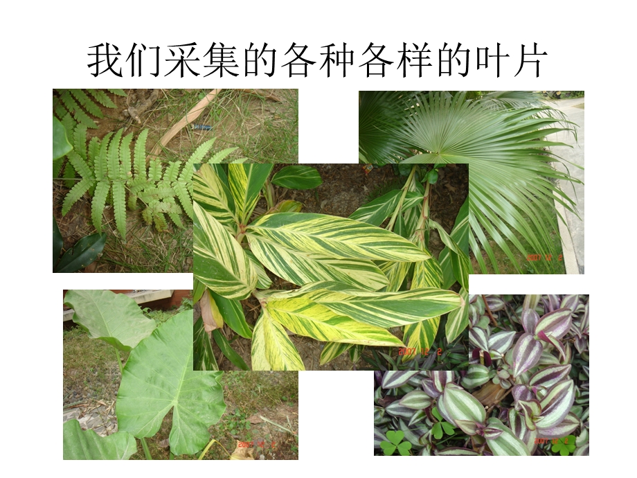 小学科学《植物的叶》课件.ppt_第3页