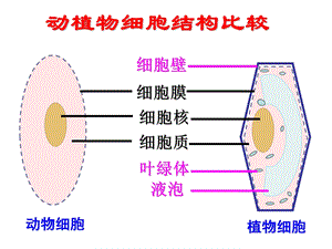 细胞的生活ppt课件.ppt