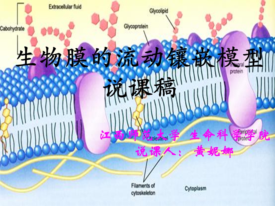 人教版高一年级生物必修一《生物膜流动镶嵌模型》说课课件.ppt_第1页