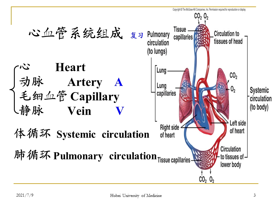 《系统解剖学》教学动脉课件.ppt_第3页