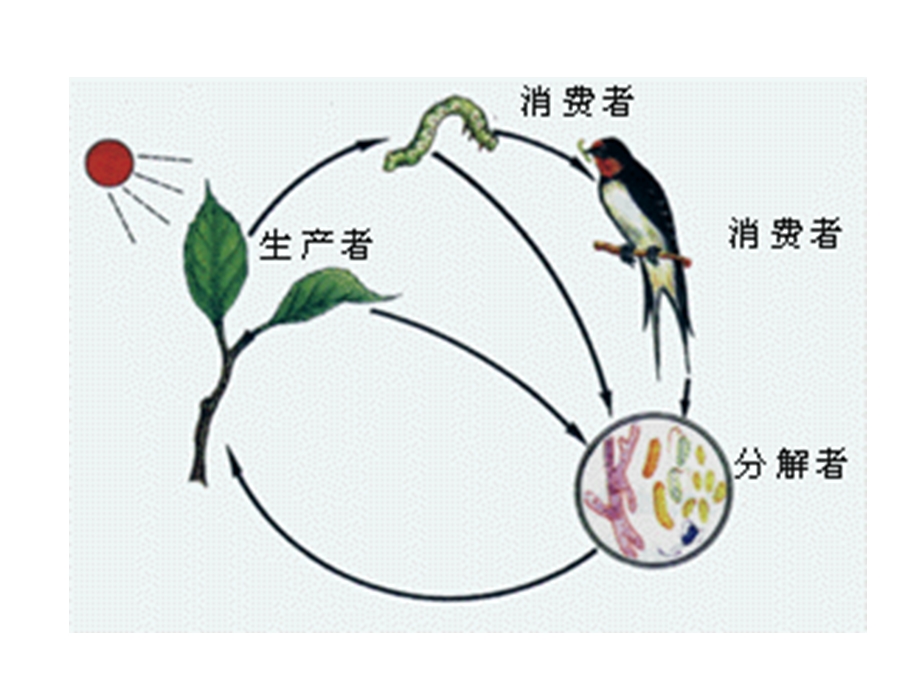 人教版八年级生物上册细菌和真菌在自然界中的作用.ppt_第2页