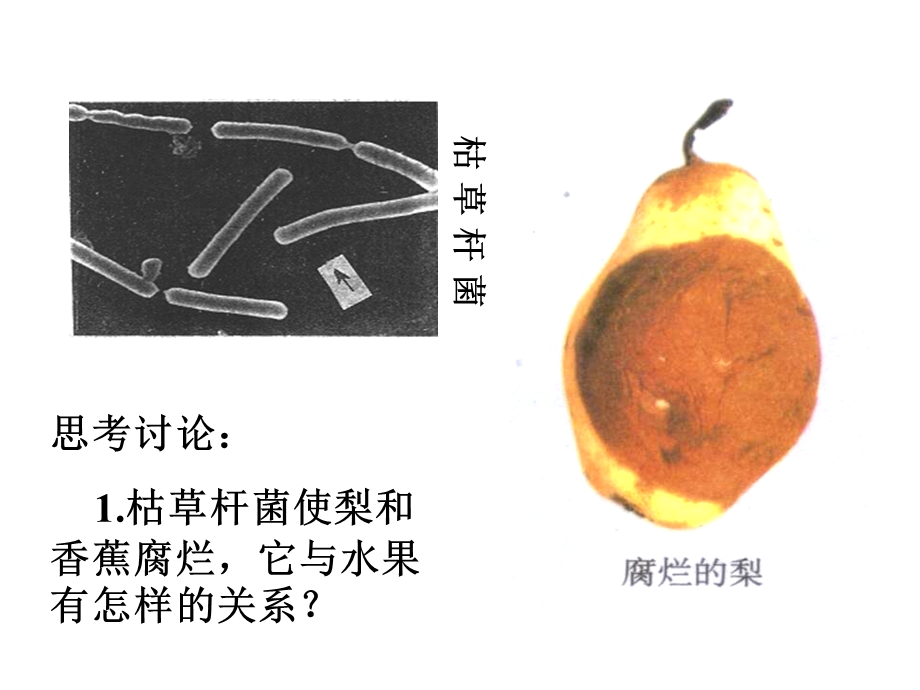 人教版八年级生物上册细菌和真菌在自然界中的作用.ppt_第3页