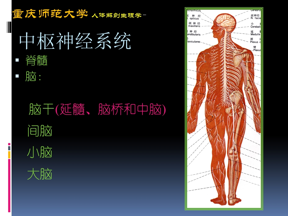 人体解剖生理学第三章神经系统解剖教材课件.ppt_第3页