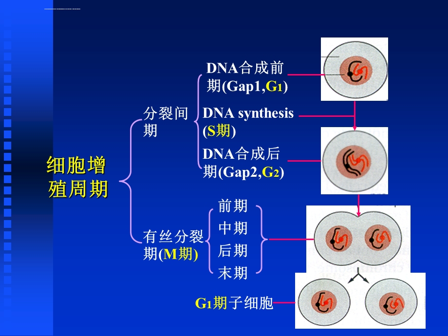 细胞周期调控ppt课件.ppt_第3页