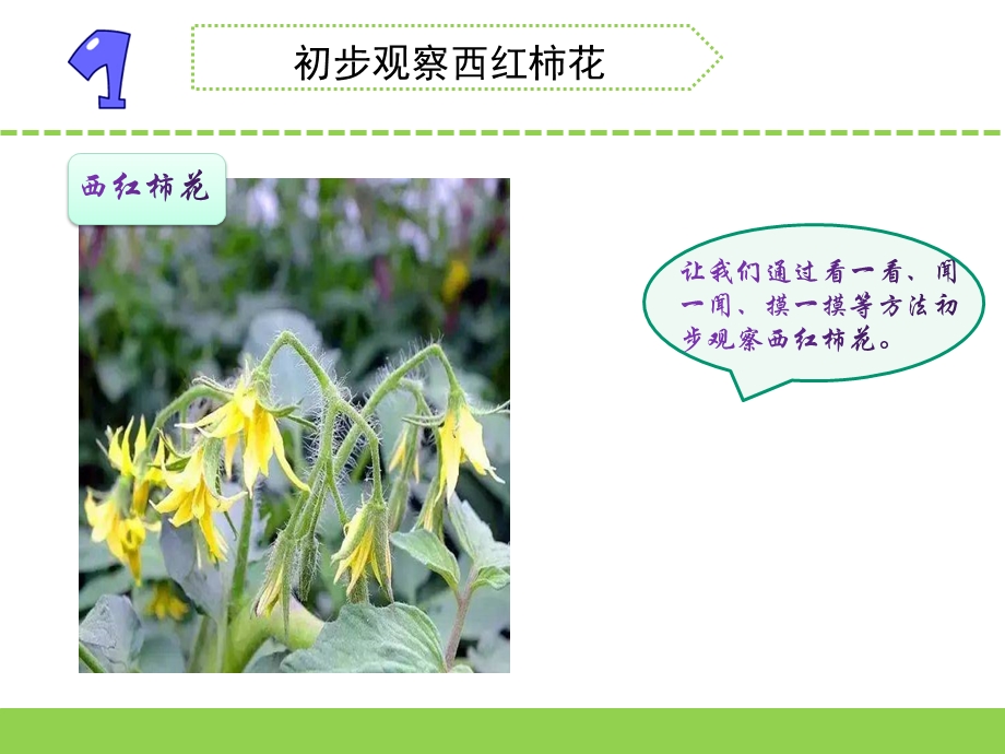 三年级下册科学植物开花了苏教版.pptx_第2页