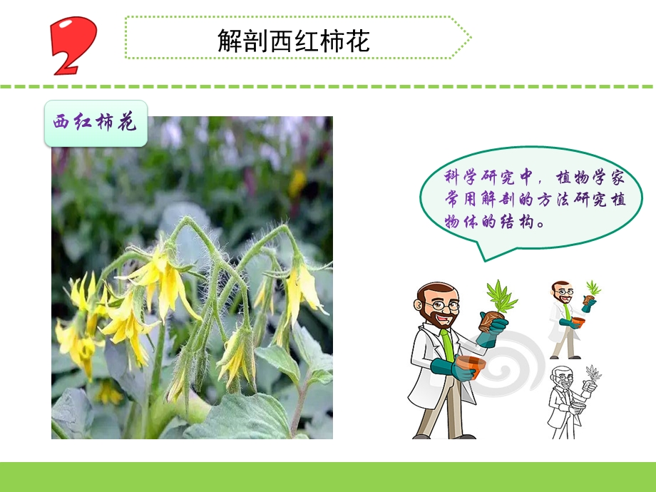 三年级下册科学植物开花了苏教版.pptx_第3页