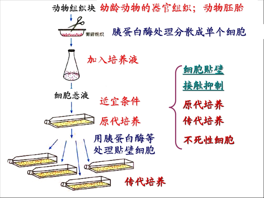 《动物细胞融合与单克隆抗体》ppt课件.ppt_第3页