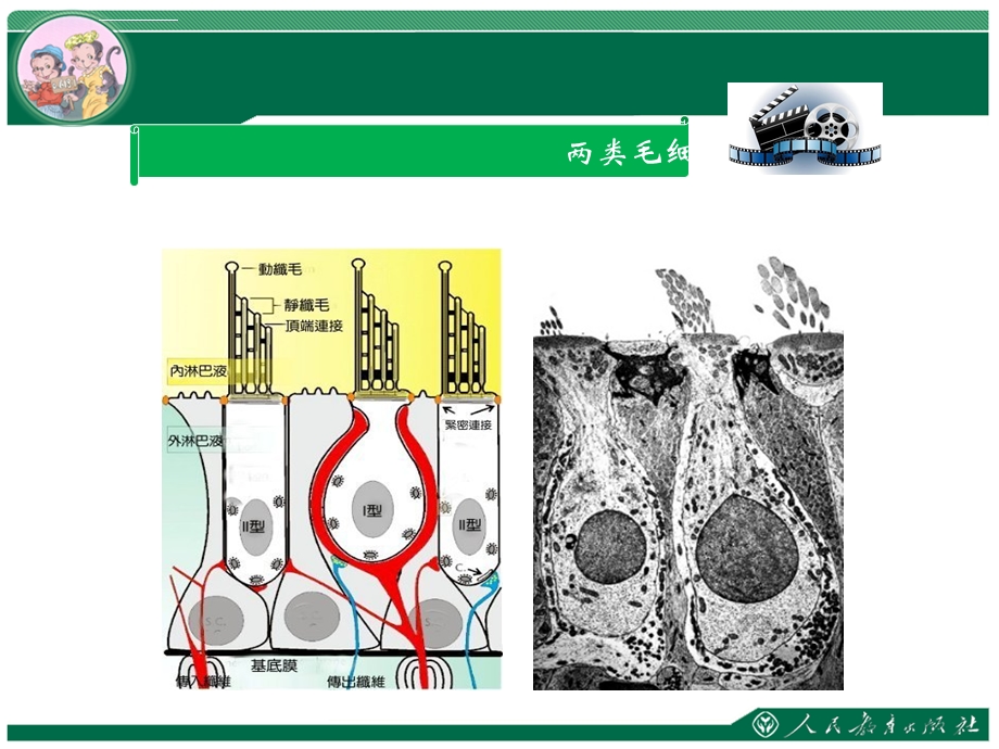 《前庭系统的功能解剖学》ppt课件.ppt_第2页